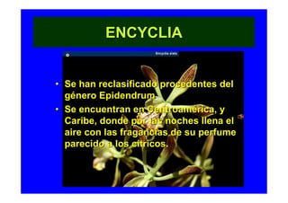 ENCYCLIA


• Se han reclasificado procedentes del
  género Epidendrum
• Se encuentran en Centroamérica, y
  Caribe, donde por las noches llena el
  aire con las fragancias de su perfume
  parecido a los cítricos.
 