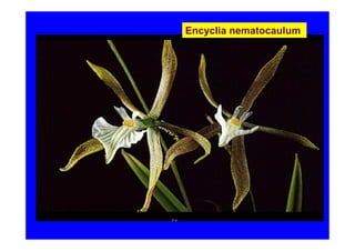 Encyclia nematocaulum
 