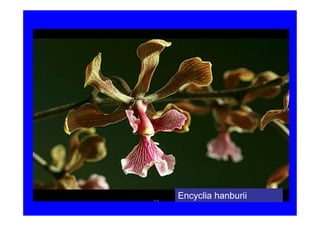 Encyclia hanburii
 