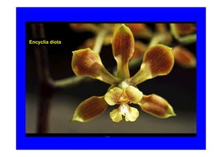 Encyclia diota
 