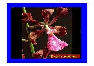 Encyclia codrdígera
 