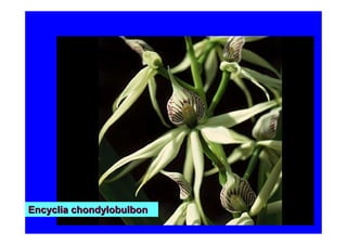 Encyclia chondylobulbon
 