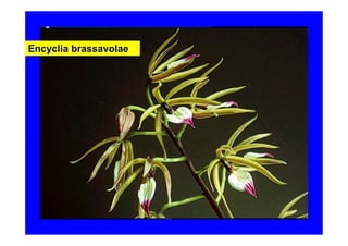 Encyclia brassavolae
 