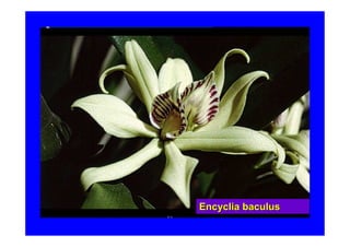 Encyclia baculus
 