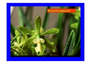 Encyclia asperula
 