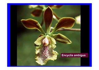Encyclia ambigua
 