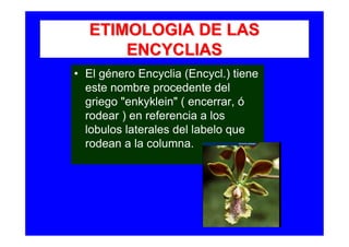 ETIMOLOGIA DE LAS
      ENCYCLIAS
• El género Encyclia (Encycl.) tiene
  este nombre procedente del
  griego "enkyklein" ( encerrar, ó
  rodear ) en referencia a los
  lobulos laterales del labelo que
  rodean a la columna.
 