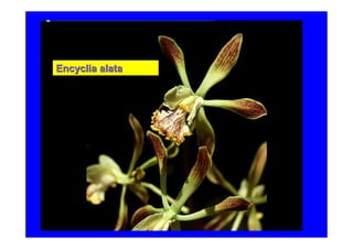 Encyclia alata
 