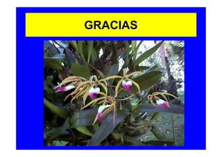GRACIAS
 