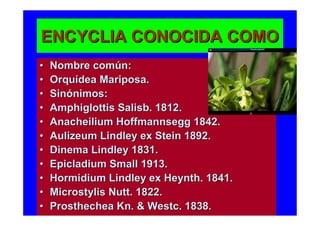 ENCYCLIA CONOCIDA COMO
•   Nombre común:
•   Orquídea Mariposa.
•   Sinónimos:
•   Amphiglottis Salisb. 1812.
•   Anacheilium Hoffmannsegg 1842.
•   Aulizeum Lindley ex Stein 1892.
•   Dinema Lindley 1831.
•   Epicladium Small 1913.
•   Hormidium Lindley ex Heynth. 1841.
•   Microstylis Nutt. 1822.
•   Prosthechea Kn. & Westc. 1838.
 