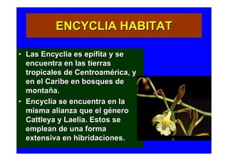 ENCYCLIA HABITAT

• Las Encyclia es epífita y se
  encuentra en las tierras
  tropicales de Centroamérica, y
  en el Caribe en bosques de
  montaña.
• Encyclia se encuentra en la
  misma alianza que el género
  Cattleya y Laelia. Estos se
  emplean de una forma
  extensiva en hibridaciones.
 