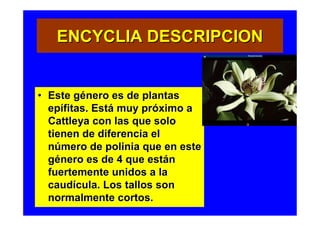 ENCYCLIA DESCRIPCION


• Este género es de plantas
  epífitas. Está muy próximo a
  Cattleya con las que solo
  tienen de diferencia el
  número de polinia que en este
  género es de 4 que están
  fuertemente unidos a la
  caudícula. Los tallos son
  normalmente cortos.
 