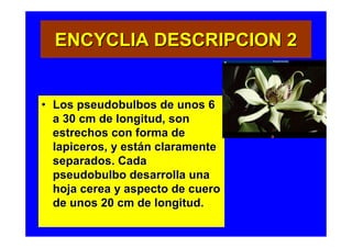 ENCYCLIA DESCRIPCION 2


• Los pseudobulbos de unos 6
  a 30 cm de longitud, son
  estrechos con forma de
  lapiceros, y están claramente
  separados. Cada
  pseudobulbo desarrolla una
  hoja cerea y aspecto de cuero
  de unos 20 cm de longitud.
 