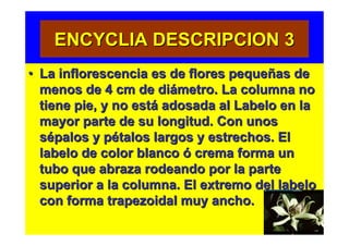 ENCYCLIA DESCRIPCION 3
• La inflorescencia es de flores pequeñas de
  menos de 4 cm de diámetro. La columna no
  tiene pie, y no está adosada al Labelo en la
  mayor parte de su longitud. Con unos
  sépalos y pétalos largos y estrechos. El
  labelo de color blanco ó crema forma un
  tubo que abraza rodeando por la parte
  superior a la columna. El extremo del labelo
  con forma trapezoidal muy ancho.
 