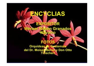 ENCYCLIAS
     EXPOSITOR
Werner Rubén Granados
       Navarro

           FOTOS
    Orquídeas de Guatemala
del Dr. Moises Behar y Don Otto
            Tinschert
 