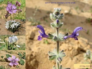 ‫ירוחם‬ ‫אירוס‬ ‫בשמורת‬ ‫מינים‬ ‫מגוון‬
‫צמירה‬ ‫מרווה‬
 