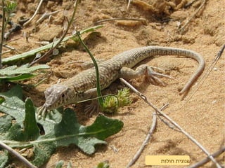 ‫חולות‬ ‫שנונית‬
 