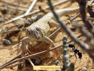 ‫פוטנציאלי‬ ‫טרף‬ ‫בוחנת‬
 