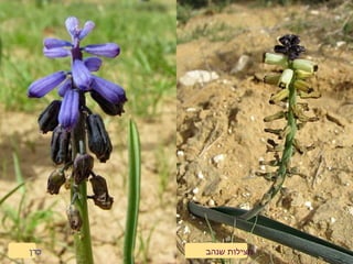 ‫שנהב‬ ‫מצילות‬‫כדן‬
 