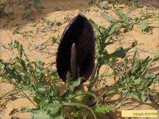 ‫מעובה‬ ‫לוליינית‬
 