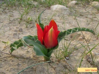 ‫הנגב‬ ‫צבעוני‬
 