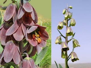 ‫צבעים‬ ‫במגוון‬ ‫הלבנון‬ ‫גביעונית‬
 