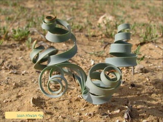 ‫הנגב‬ ‫חבצלת‬ ‫עלי‬
 