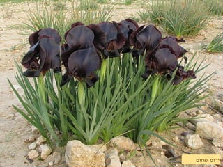 ‫שחום‬ ‫אירוס‬
 