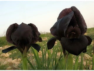 Orquideas en el negew
