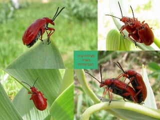 ‫ערה‬ ‫פעילות‬
‫בשדה‬
‫הגביעוניות‬
 
