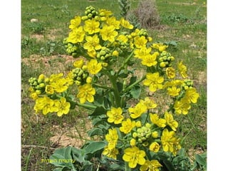 ‫שעיר‬ ‫מתנן‬
‫השדות‬ ‫ערטנית‬
 