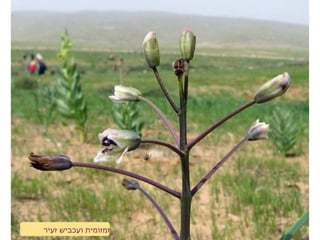 ‫זעיר‬ ‫ועכביש‬ ‫זמזומית‬
 