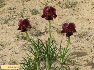 ‫ירוחם‬ ‫אירוס‬
 