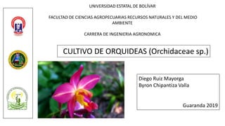 CULTIVO DE ORQUIDEAS (Orchidaceae sp.)
Diego Ruiz Mayorga
Byron Chipantiza Valla
Guaranda 2019
UNIVERSIDAD ESTATAL DE BOLÍVAR
FACULTAD DE CIENCIAS AGROPECUARIAS RECURSOS NATURALES Y DEL MEDIO
AMBIENTE
CARRERA DE INGENIERIA AGRONOMICA
 