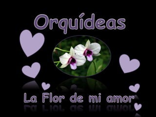 Orquídeas La Flor de mi amor 