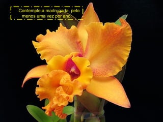 Contemple a madrugada, pelo
menos uma vez por ano.

 