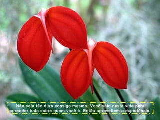 Não seja tão duro consigo mesmo. Você veio nesta vida para
aprender tudo sobre quem você é. Então aproveitem a experiência.

 