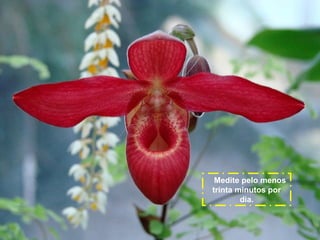 Medite pelo menos
trinta minutos por
dia.

 