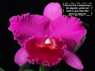 Nunca tire a esperança
de alguém, pode ser
tudo o que eles têm
para se agarrar.

 