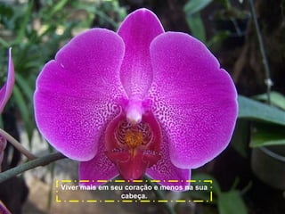 Viver mais em seu coração e menos na sua
cabeça.

 