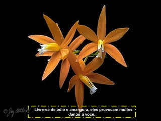 Livre-se de ódio e amargura, eles provocam muitos
danos a você.

 