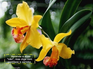 Aprenda a dizer
"não", mas diga com
gentileza e carinho.

 