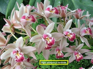 z.Diga sempre a verdade.
 