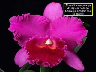 Nunca tire a esperança
de alguém, pode ser
tudo o que eles têm para
se agarrar.
 