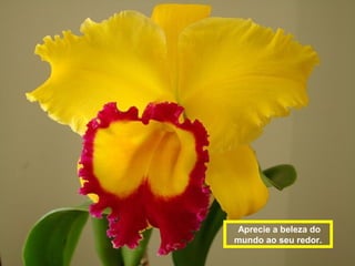 Aprecie a beleza do
mundo ao seu redor.
 