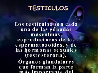 TESTICULOS Los testículos son cada una de las gónadas masculinas, coproductoras de los espermatozoides, y de las hormonas sexuales (testosterona).  Órganos glandulares que forman la parte más importante del aparato reproductor masculino 