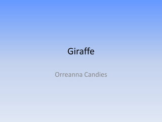 Giraffe

Orreanna Candies
 