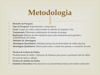 
 Desenho da Pesquisa
 Tipo de Pesquisa: Experimental e comparativa.
 Local: Campo de cultivo seleccionado no distrito de Angónia, Tete.
 Tratamentos: Diferentes combinações de manejo de pragas,
 Replicação: Mínimo de três repetições para cada tratamento para garantir a
confiabilidade dos dados.
 .Métodos de Abordagem
 Abordagem Quantitativa: Medição precisa da produtividade da milho (kg/ha).
 Abordagem Qualitativa: Observações sobre a saúde das plantas e a estrutura do solo.

 Técnica de Colecta de Dados
 Produtividade de milho: Utilização de balanças para pesar a produção total de milho
 por parcela após a colheita.
 Técnica de Análise de Dados
 Estatística Descritiva: Para descrever as características básicas dos dados colectados
Metodologia
 