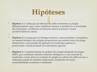 
 Hipótese 1: A utilização de híbridos de milho resistentes ao pulgão
(Rhopalosiphum spp.) reduz significativamente a incidência e a severidade
das infestações, resultando em menores danos às plantas e maior
produtividade da cultura.

 Hipótese 2: A integração de inimigos naturais, como joaninhas e crisopídeos,
no manejo biológico dos pulgões proporciona um controle eficaz da praga,
diminuindo a necessidade de aplicação de inseticidas químicos e
preservando a biodiversidade do ecossistema agrícola.

 Hipótese 3: A implementação de práticas de manejo integrado de pragas
(MIP), que combinam métodos culturais, biológicos e o uso racional de
inseticidas, é mais eficaz no controle do pulgão na cultura de milho do que a
utilização isolada de métodos tradicionais, resultando em maior
sustentabilidade econômica e ambiental.
Hipóteses
 