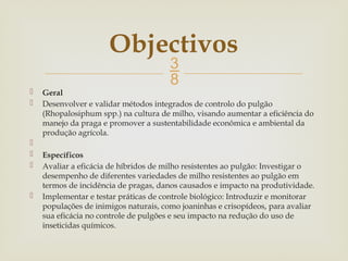 
 Geral
 Desenvolver e validar métodos integrados de controlo do pulgão
(Rhopalosiphum spp.) na cultura de milho, visando aumentar a eficiência do
manejo da praga e promover a sustentabilidade econômica e ambiental da
produção agrícola.

 Específicos
 Avaliar a eficácia de híbridos de milho resistentes ao pulgão: Investigar o
desempenho de diferentes variedades de milho resistentes ao pulgão em
termos de incidência de pragas, danos causados e impacto na produtividade.
 Implementar e testar práticas de controle biológico: Introduzir e monitorar
populações de inimigos naturais, como joaninhas e crisopídeos, para avaliar
sua eficácia no controle de pulgões e seu impacto na redução do uso de
inseticidas químicos.
Objectivos
 